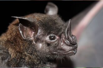 Confirmado caso de rabia en murciélago en Illapel: Alerta sanitaria en la Región de Coquimbo