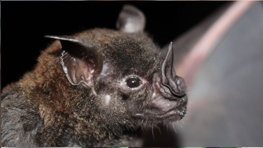 Confirmado caso de rabia en murciélago en Illapel: Alerta sanitaria en la Región de Coquimbo