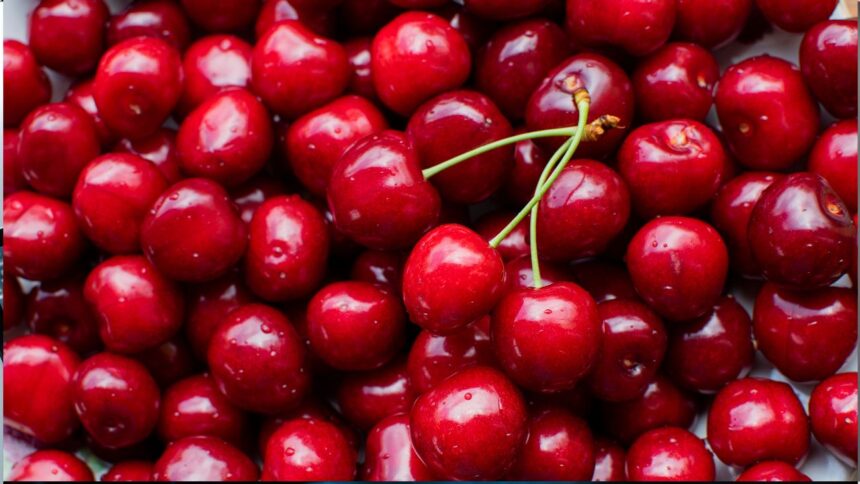 Fuertes lluvias golpean la cosecha de cerezas en Chile: Pérdidas del 50% preocupan a productores