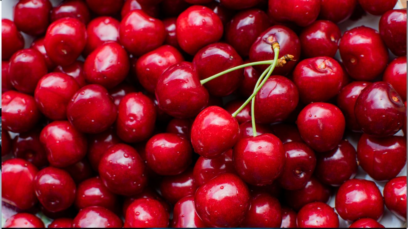 Fuertes lluvias golpean la cosecha de cerezas en Chile: Pérdidas del 50% preocupan a productores Fuertes lluvias golpean la cosecha de cerezas en Chile: Pérdidas del 50% preocupan a productores