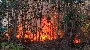 Director de CONAF RM advierte: "Esta temporada de incendios será peor que la del año pasado"