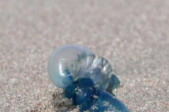 Advierten sobre la presencia de Fragata Portuguesa en playas de Valparaíso