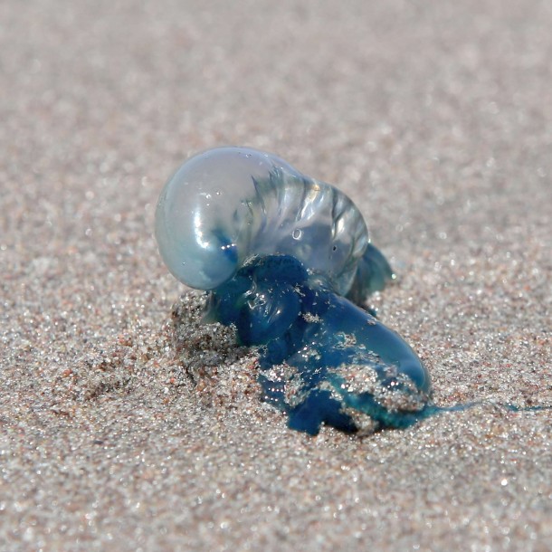 Advierten sobre la presencia de Fragata Portuguesa en playas de Valparaíso