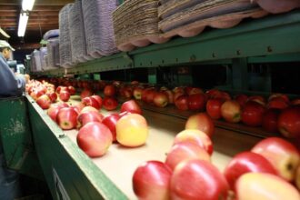 Desafíos en la industria frutícola: Exportadoras buscan reorganización financiera para evitar la quiebra