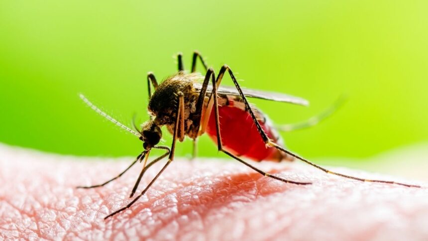 ¡Alerta! El dengue amenaza con llegar a Chile: medidas preventivas clave