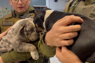 Detienen a sujeto en Conchalí sospechoso de robos y sustracción de perritos