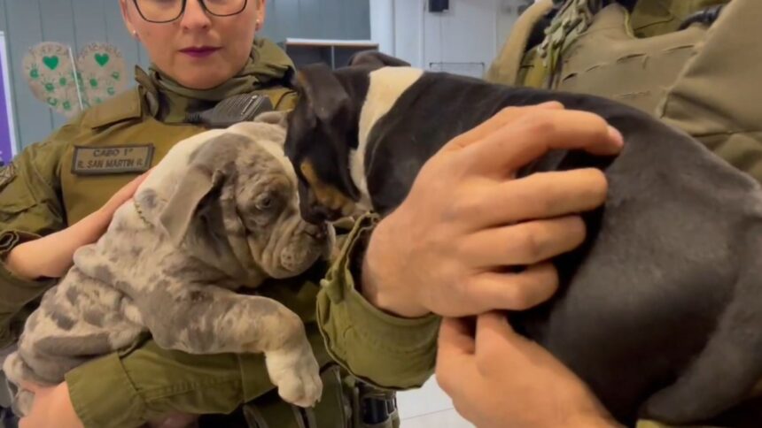 Detienen a sujeto en Conchalí sospechoso de robos y sustracción de perritos