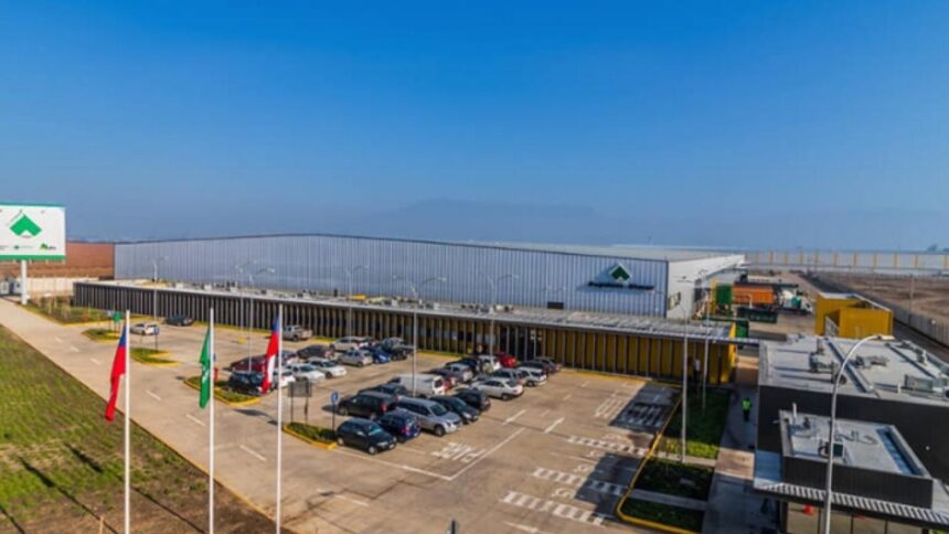 Canadienses acusan estafa y quiebra dolosa de papelera chilena Dimar