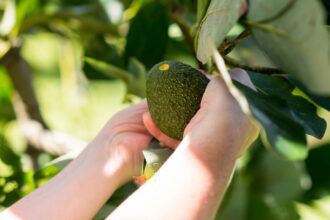 Pareja detenida intentando robar 7 kilos de palta en Coelemu