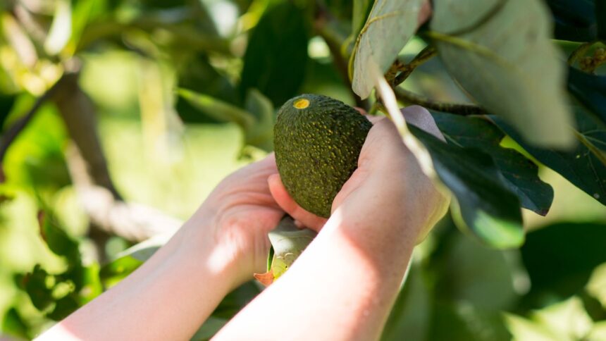 Pareja detenida intentando robar 7 kilos de palta en Coelemu