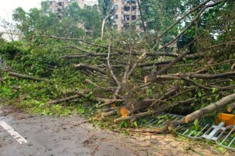 Víctima fatal por árbol caído durante sistema frontal en Lago Ranco