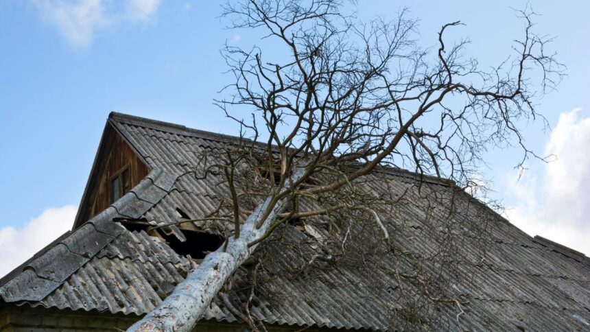 Árbol cae sobre casa en San Pedro de la Paz debido a temporal