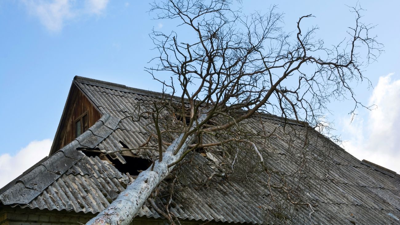 Árbol cae sobre casa en San Pedro de la Paz debido a temporal Árbol cae sobre casa en San Pedro de la Paz debido a temporal