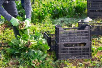 Vacantes en el Indap: conoce los cargos y sus sueldos altos