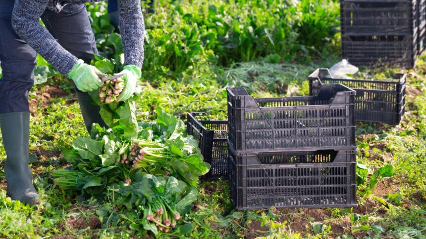 Vacantes en el Indap: conoce los cargos y sus sueldos altos