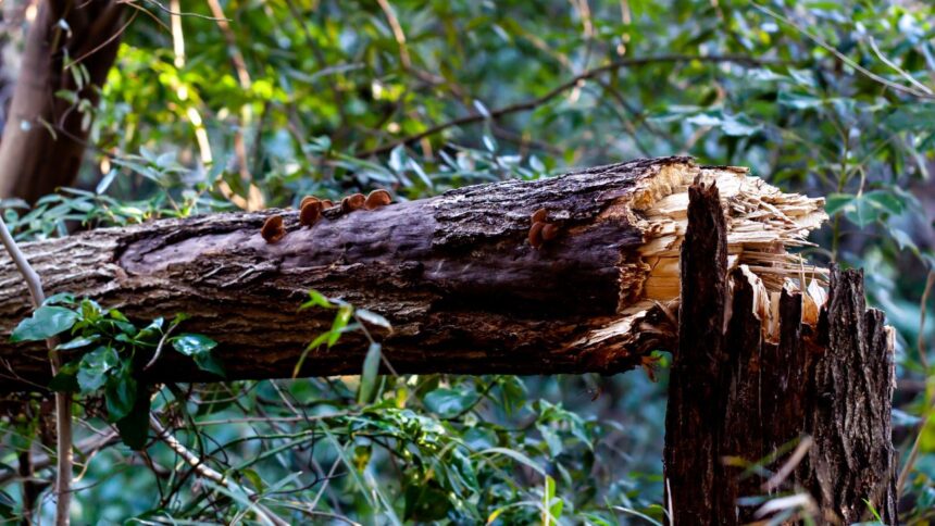 Árbol atraviesa techo del santuario de Schoenstatt por fuertes ráfagas de viento en Santiago