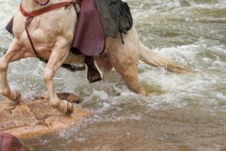 Estudiante cruza a caballo río desbordado para llegar a la universidad