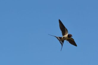 Descubren nueva especie de golondrina de mar en Chile y Argentina
