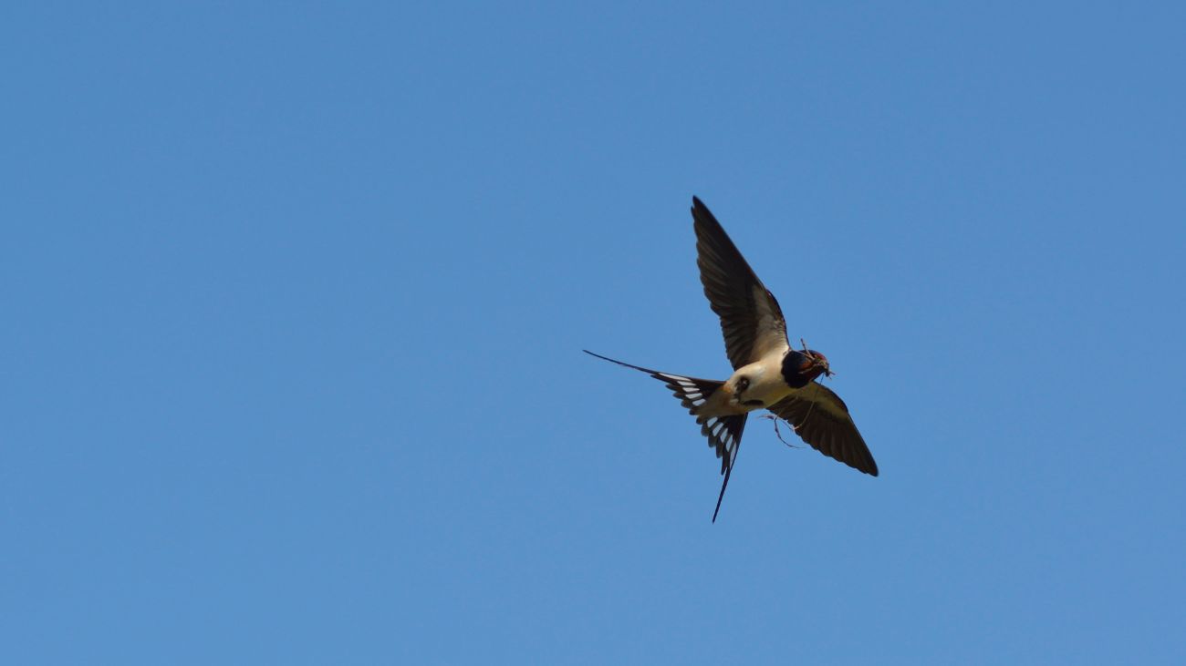 Descubren nueva especie de golondrina de mar en Chile y Argentina Descubren nueva especie de golondrina de mar en Chile y Argentina