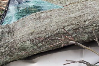 Vientos azotan Santiago: caída masiva de árboles y cortes de luz