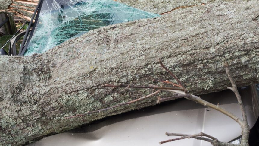 Vientos azotan Santiago: caída masiva de árboles y cortes de luz