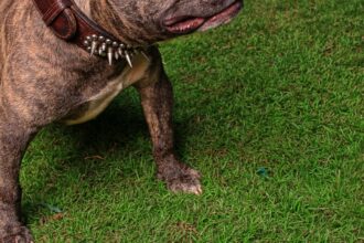 Adulto mayor en riesgo vital tras ataque de pitbulls en Santa Juana