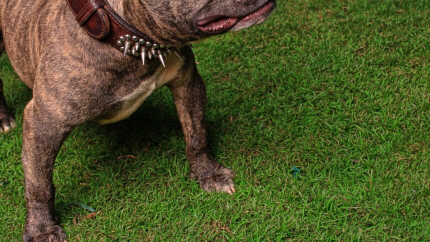 Adulto mayor en riesgo vital tras ataque de pitbulls en Santa Juana