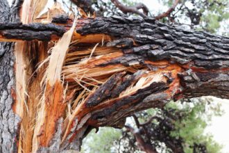 Hombre fallece tras ser aplastado por árbol durante labores de tala en Osorno, Los Lagos