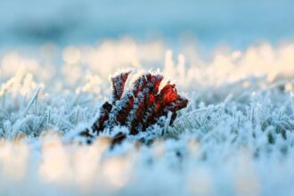Diferencia entre heladas blancas y negras: ¿Cómo afectan al clima y la agricultura?