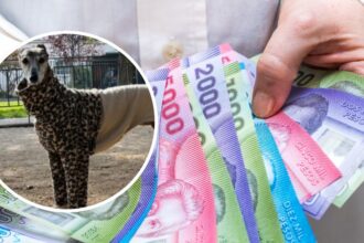 Se ofrece millonaria recompensa por la perrita galga desaparecida en Colina