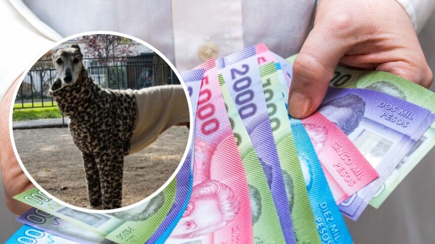 Se ofrece millonaria recompensa por la perrita galga desaparecida en Colina