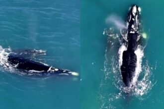 Hermoso avistamiento de una ballena y su cría en Concón, Chile