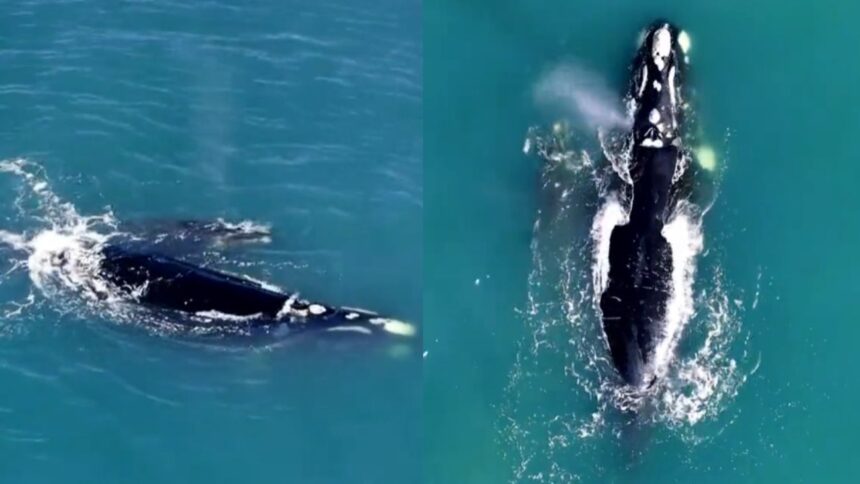 Hermoso avistamiento de una ballena y su cría en Concón, Chile