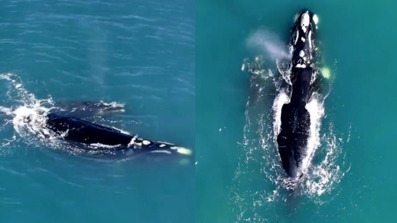 Hermoso avistamiento de una ballena y su cría en Concón, Chile Hermoso avistamiento de una ballena y su cría en Concón, Chile