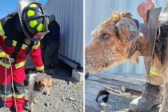 Rescatan a perrito atrapado en carrete de madera en Valparaíso