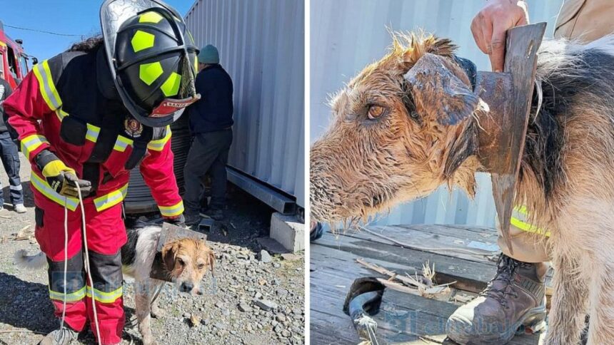 Rescatan a perrito atrapado en carrete de madera en Valparaíso