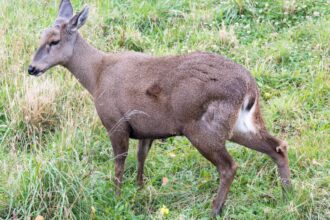 Avistan huemul macho en borde costero del futuro Parque Nacional Cabo Froward