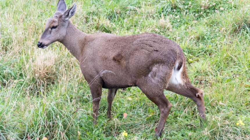 Avistan huemul macho en borde costero del futuro Parque Nacional Cabo Froward