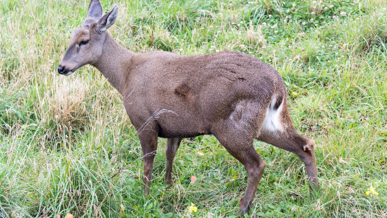 Avistan huemul macho en borde costero del futuro Parque Nacional Cabo Froward Avistan huemul macho en borde costero del futuro Parque Nacional Cabo Froward