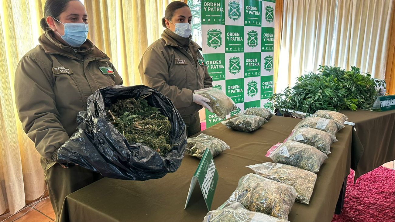 Incendio en Coyhaique revela plantación de marihuana valorada en millones Incendio en Coyhaique revela plantación de marihuana valorada en millones