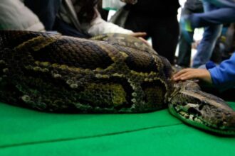 Alerta en Valparaíso por la fuga de una serpiente pitón exótica