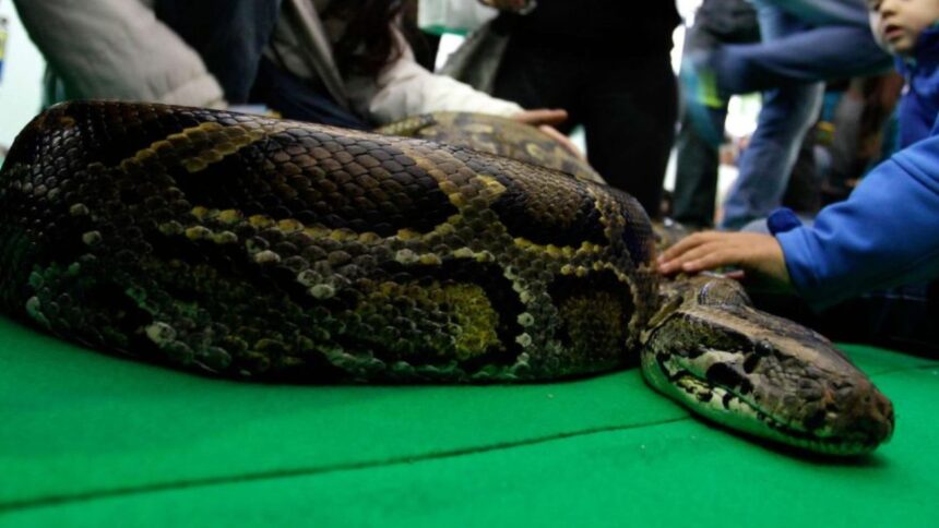 Alerta en Valparaíso por la fuga de una serpiente pitón exótica