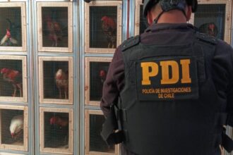 Detenidos por maltrato animal y apuestas ilegales en peleas de gallos