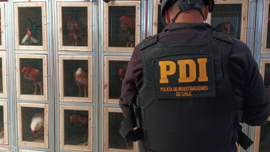 Detenidos por maltrato animal y apuestas ilegales en peleas de gallos