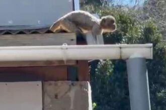 Mono escapa del zoológico en Quilpué y se encuentra prófugo