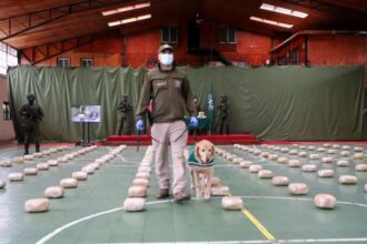 Histórica incautación de marihuana "cripy" en La Araucanía: Detalles impresionantes