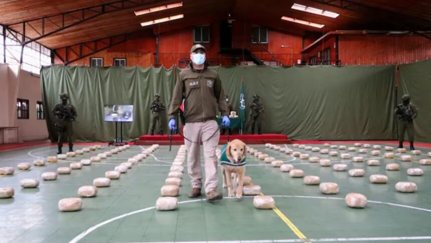 Histórica incautación de marihuana "cripy" en La Araucanía: Detalles impresionantes