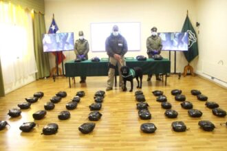 Detenidos en La Araucanía por traslado de 63 kilos de marihuana Creepy