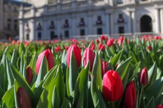 Caos en Día del Tulipán en Las Condes por alta afluencia