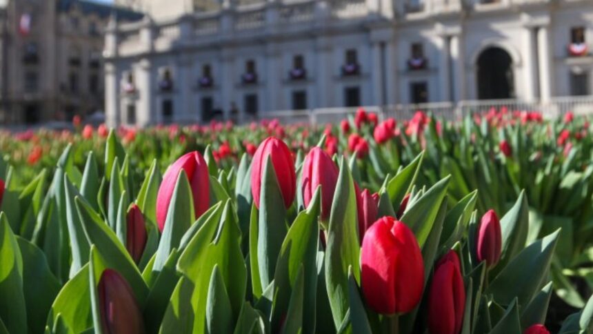 Caos en Día del Tulipán en Las Condes por alta afluencia